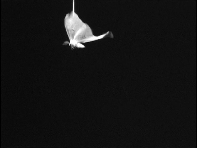 Luna Moth Wings Deflect Bat Attacks Smithsonian Magazine