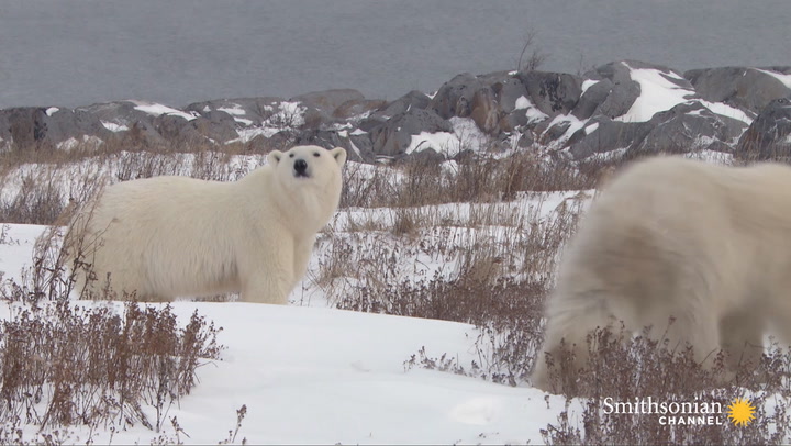 The Risky Way a Polar Bear Attack Victim Confronts Her Fear Smithsonian ...