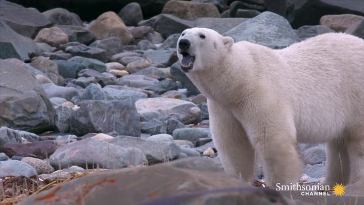 A Polar Bear's Diet Consists of Anything Edible Smithsonian Magazine