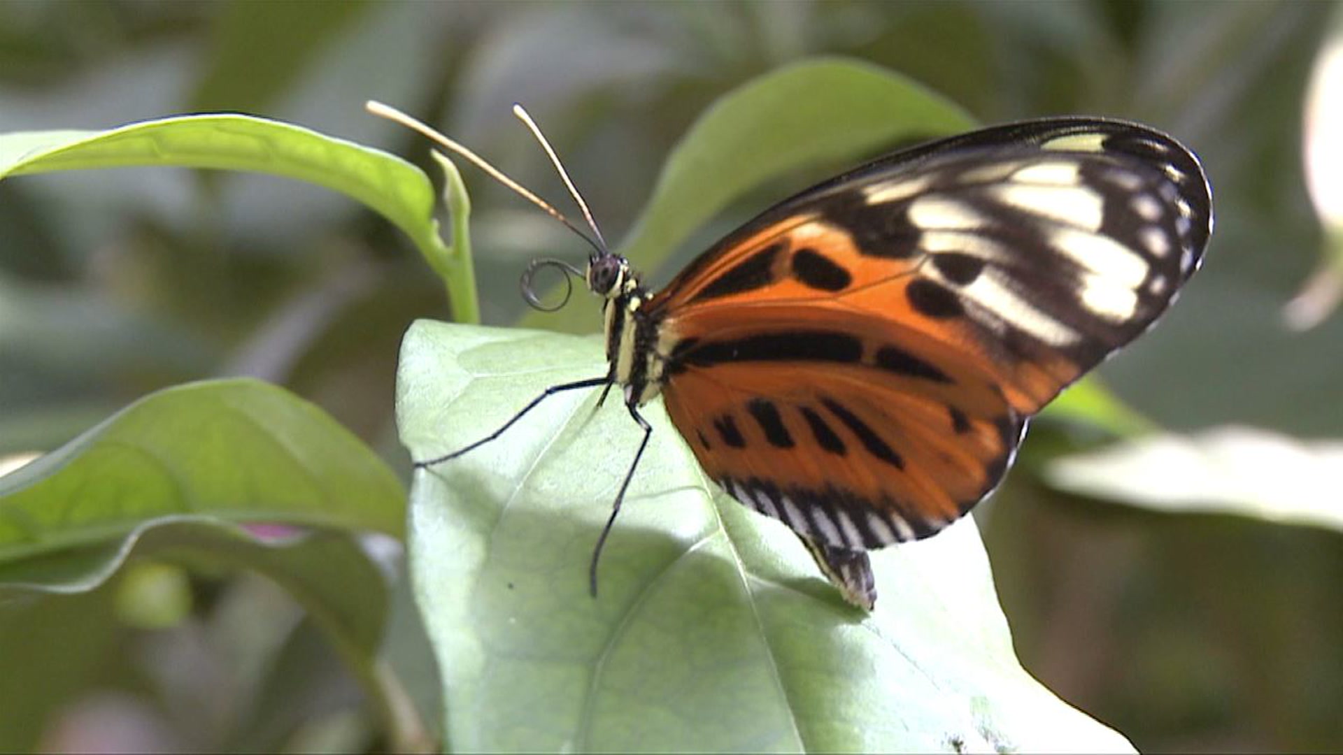 Weird Science Toe Tastebuds? Smithsonian Magazine