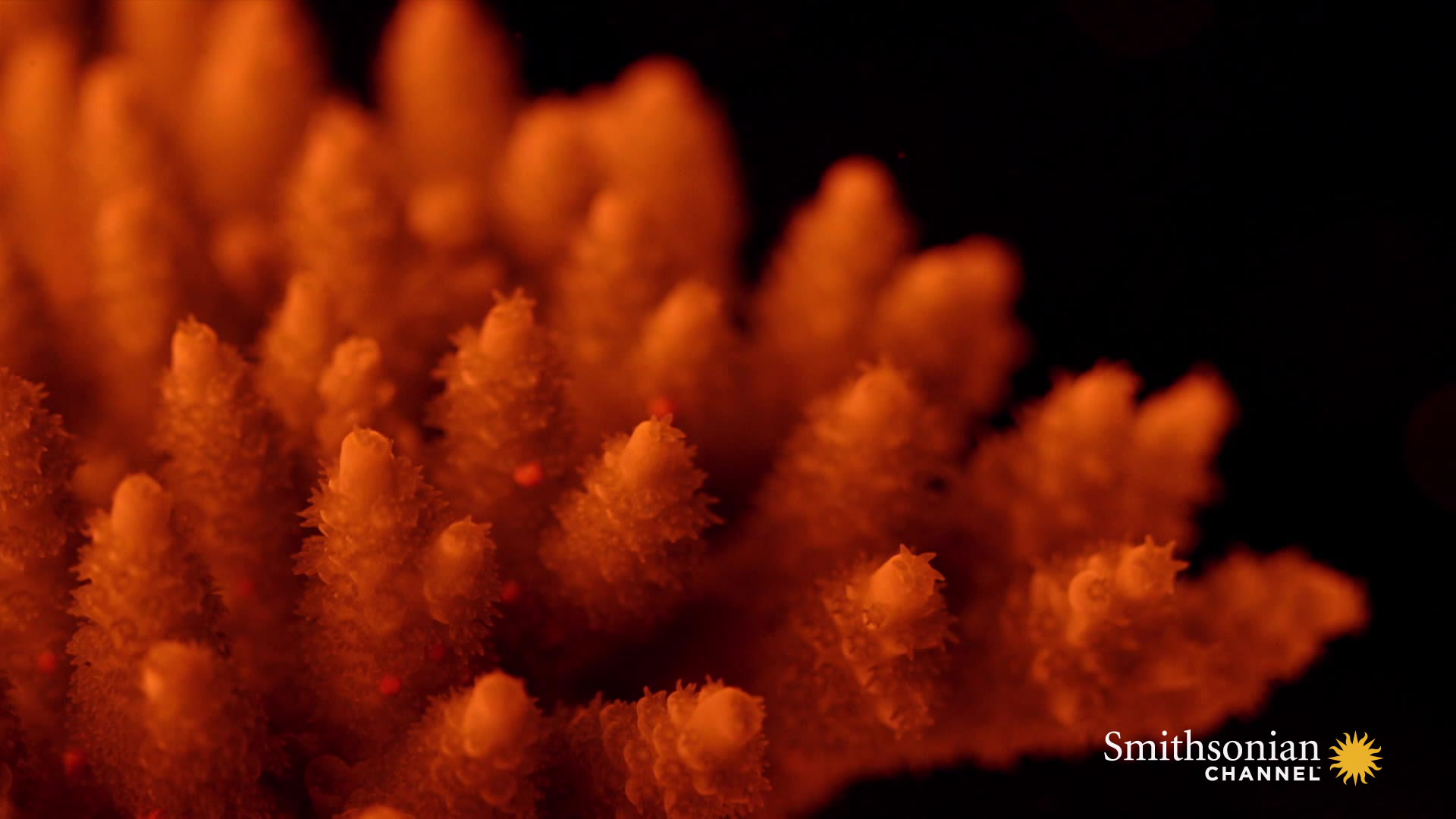 Could Lab-Bred Super Coral Save Our Reefs? Smithsonian Magazine