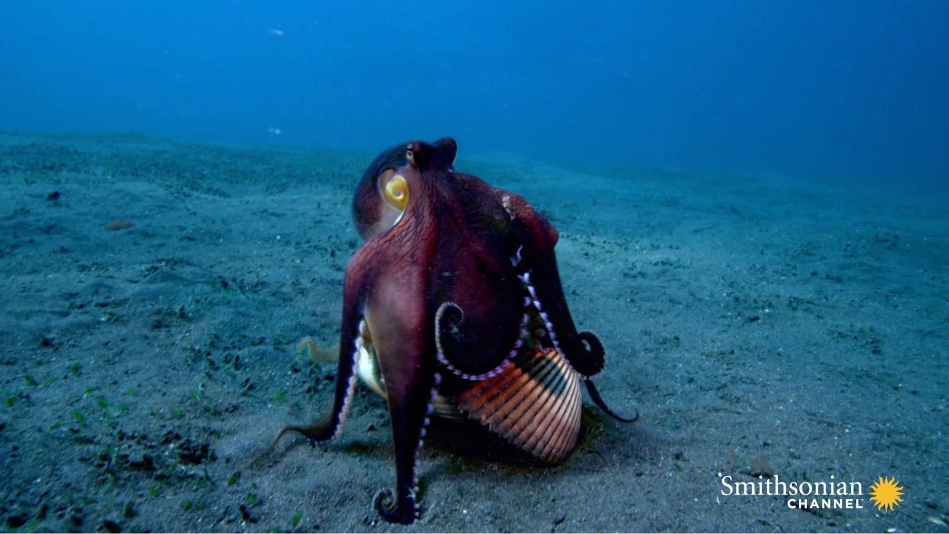 A Coconut Octopus Uses Tools to Snatch a Crab Smithsonian Magazine