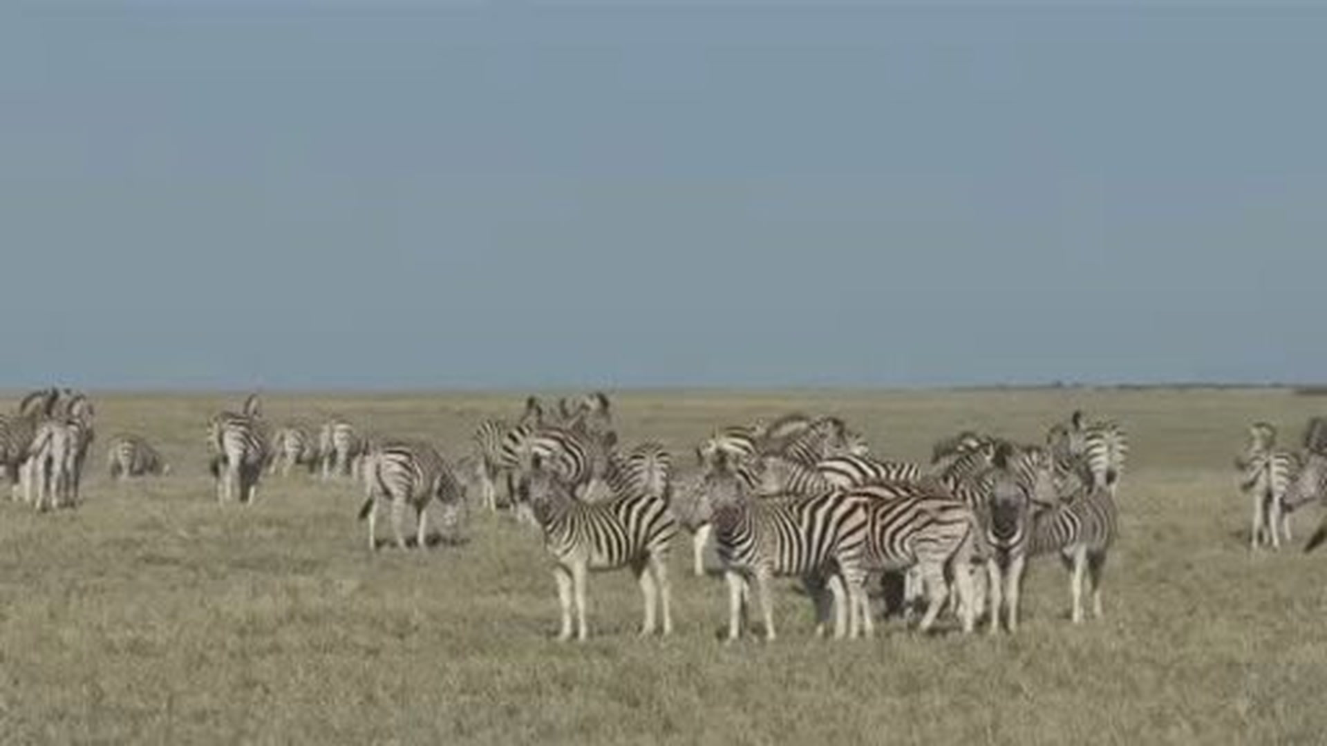 Zebra Tracking Smithsonian Magazine