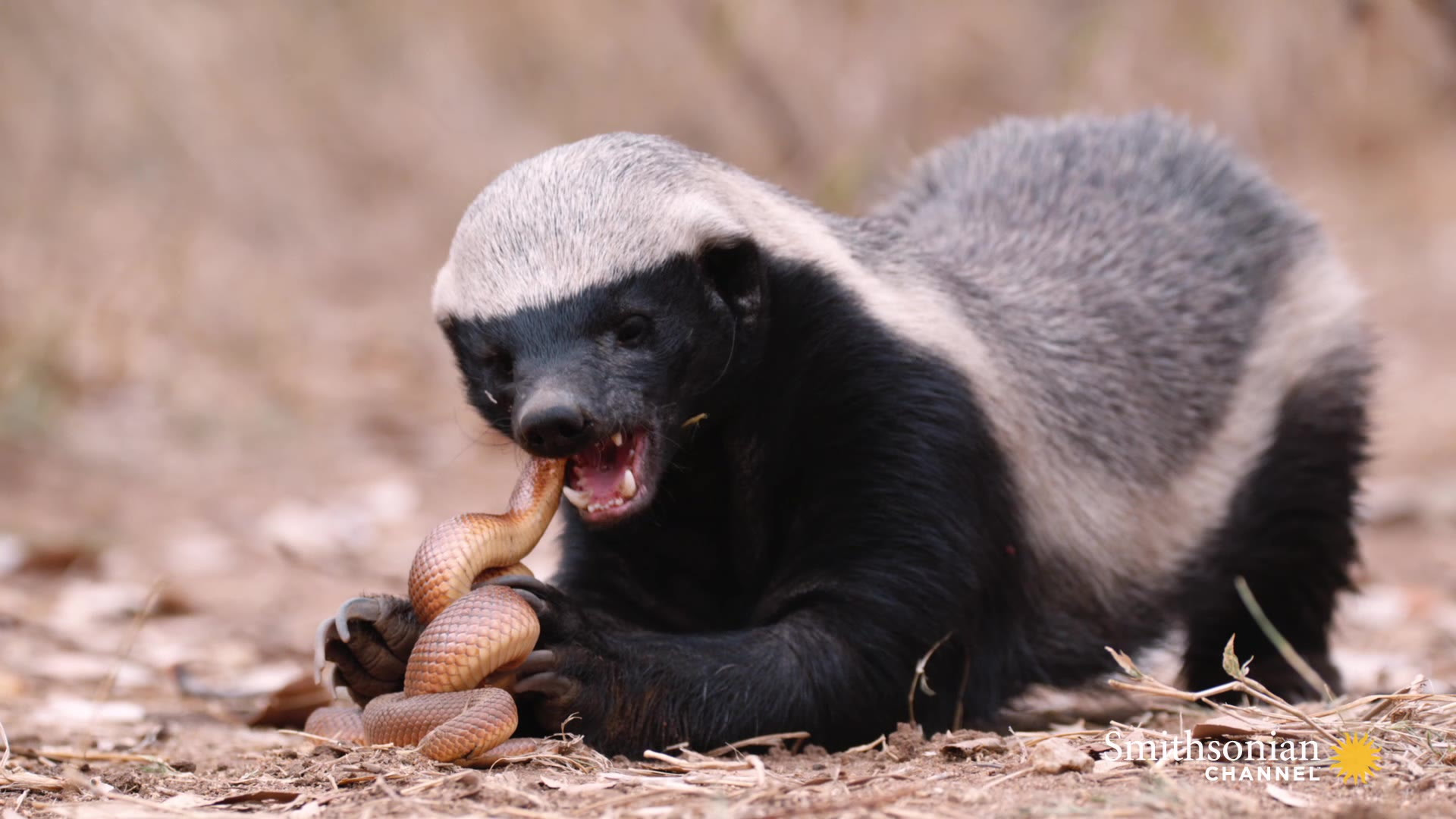 A Honey Badger and Mole Snake Fight to the Death Smithsonian Magazine