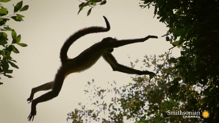 Why Spider Monkeys Only Have Four Fingers Smithsonian Magazine