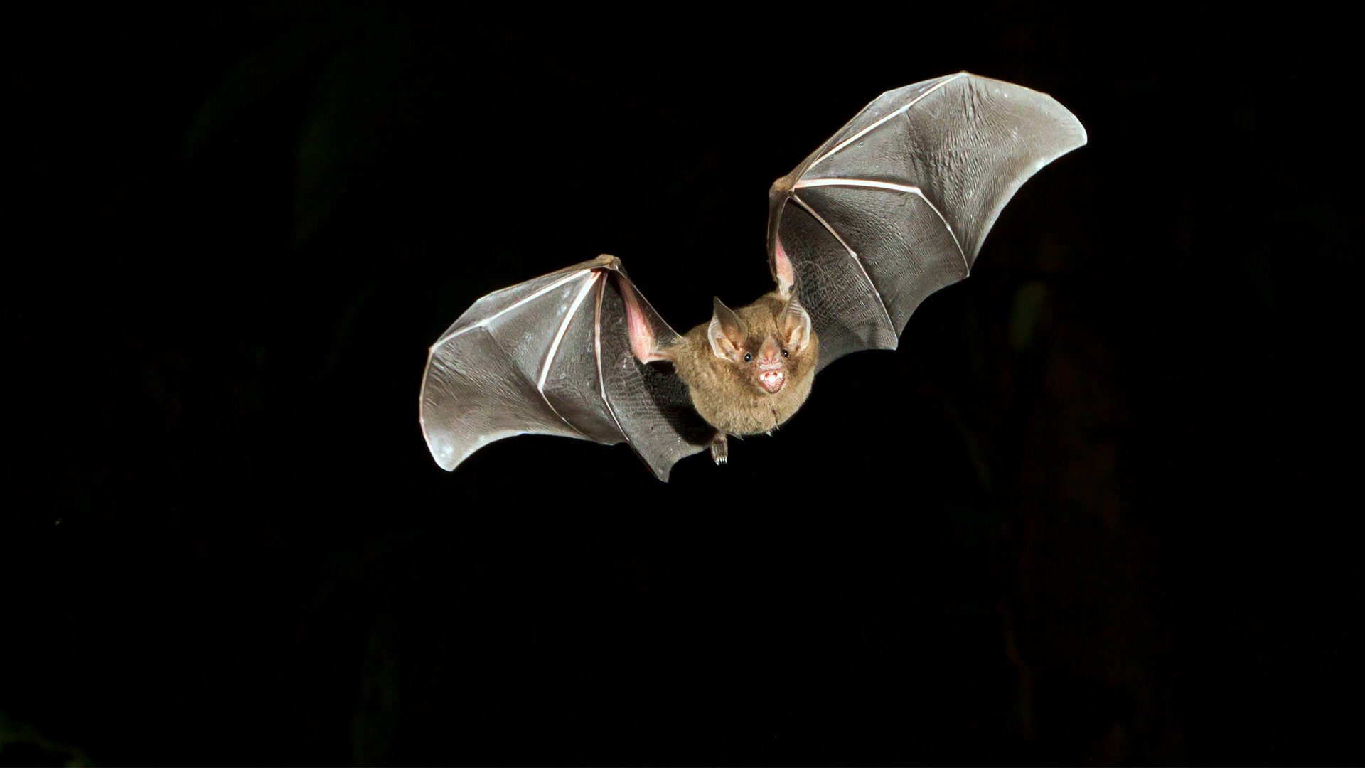 A Bat Flies in Super Slow Motion Smithsonian Magazine
