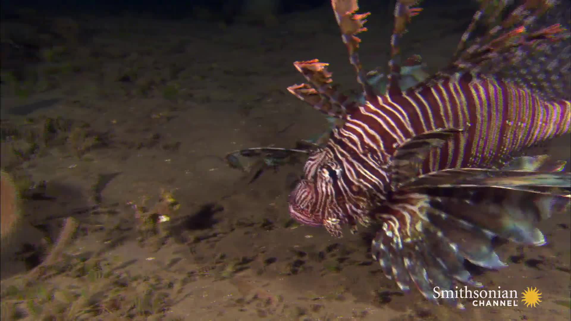 Predators of the Reef Smithsonian Magazine