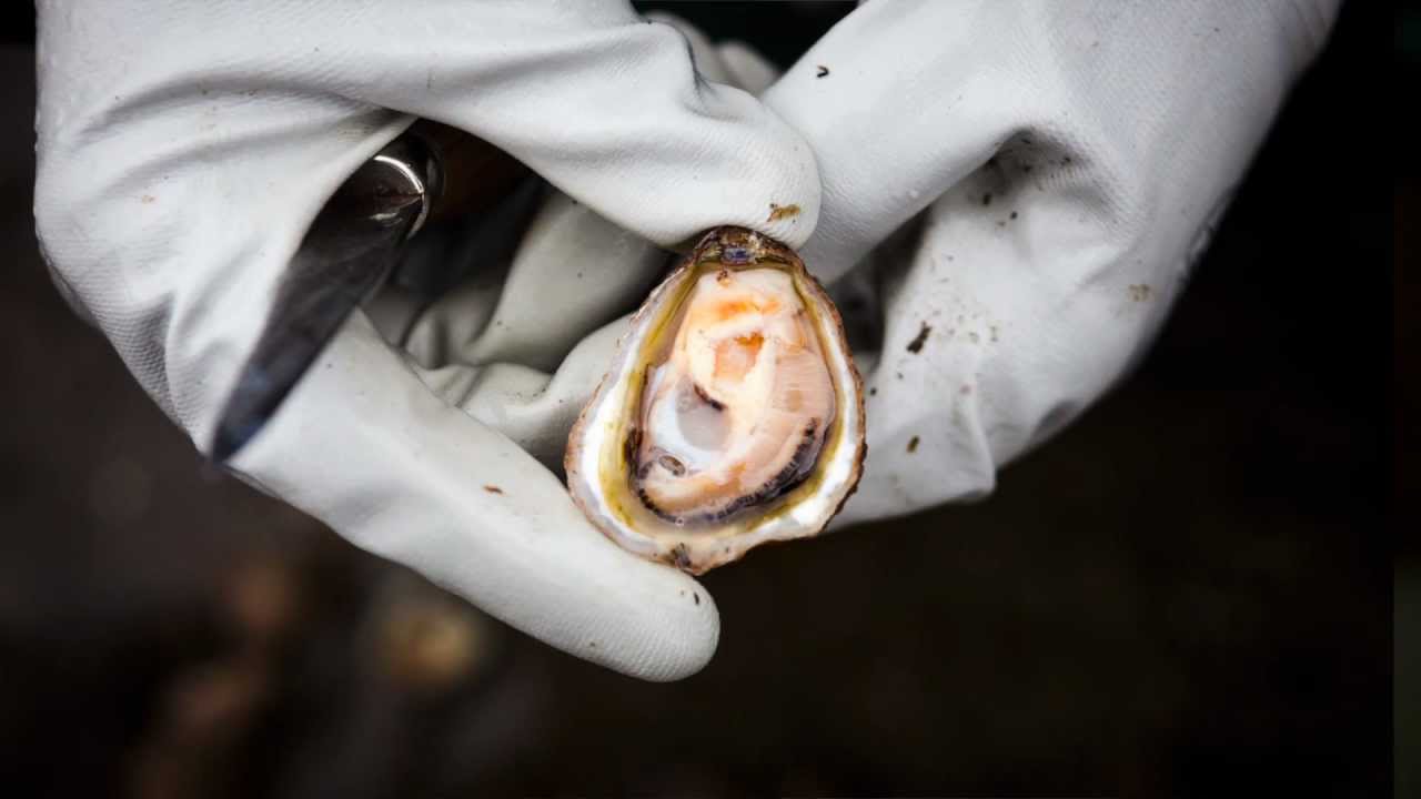 Fresh Oysters On Market Stall Top View Birds Eye View Stock Photo ...