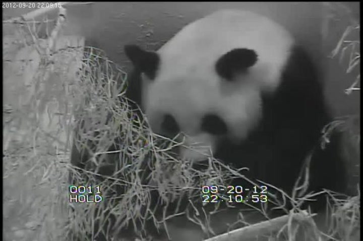 Best View of the Baby Panda Yet Smithsonian Magazine