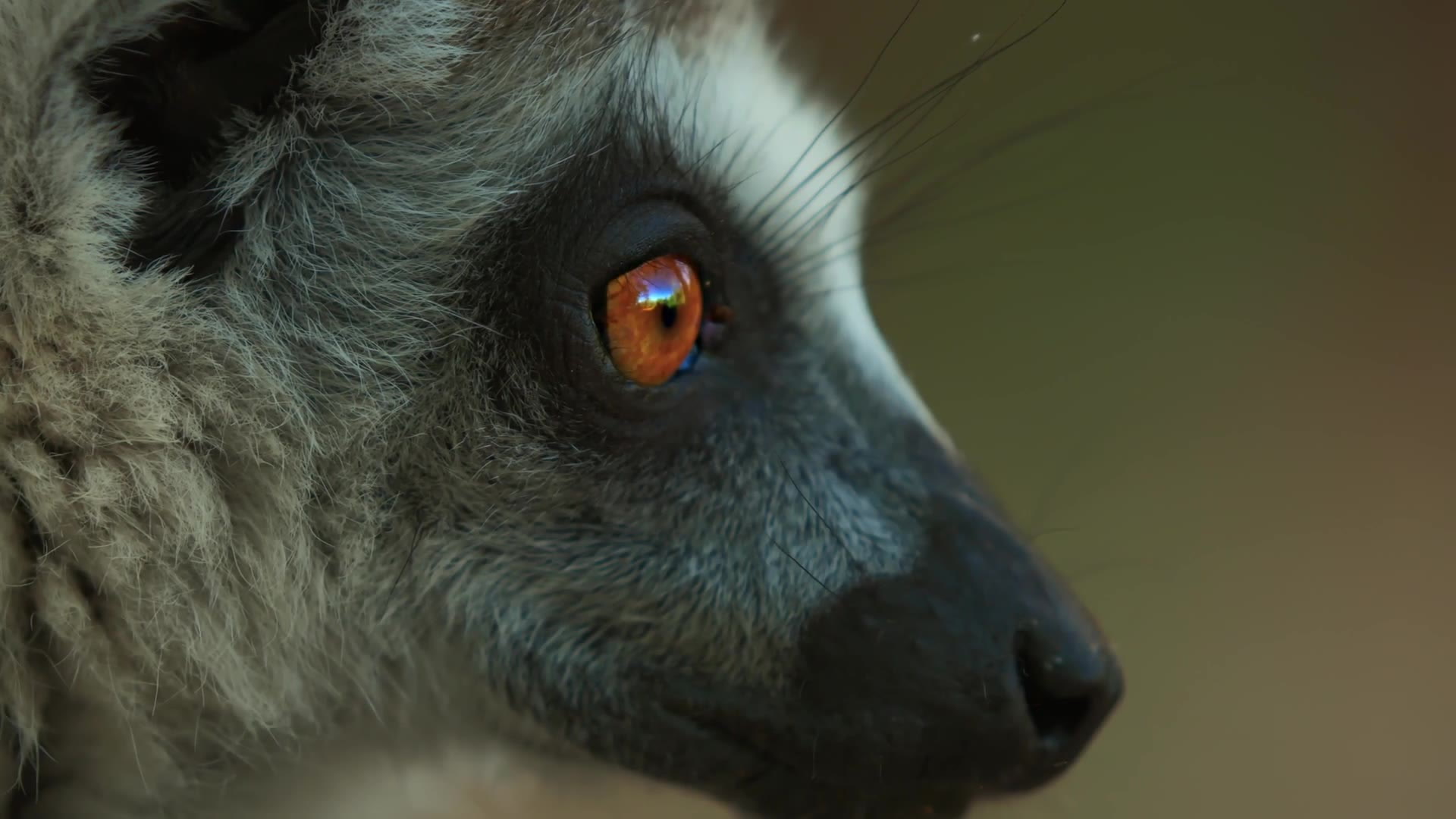 Play Sessions Can Indicate Who Will Rise in Lemur Society Smithsonian