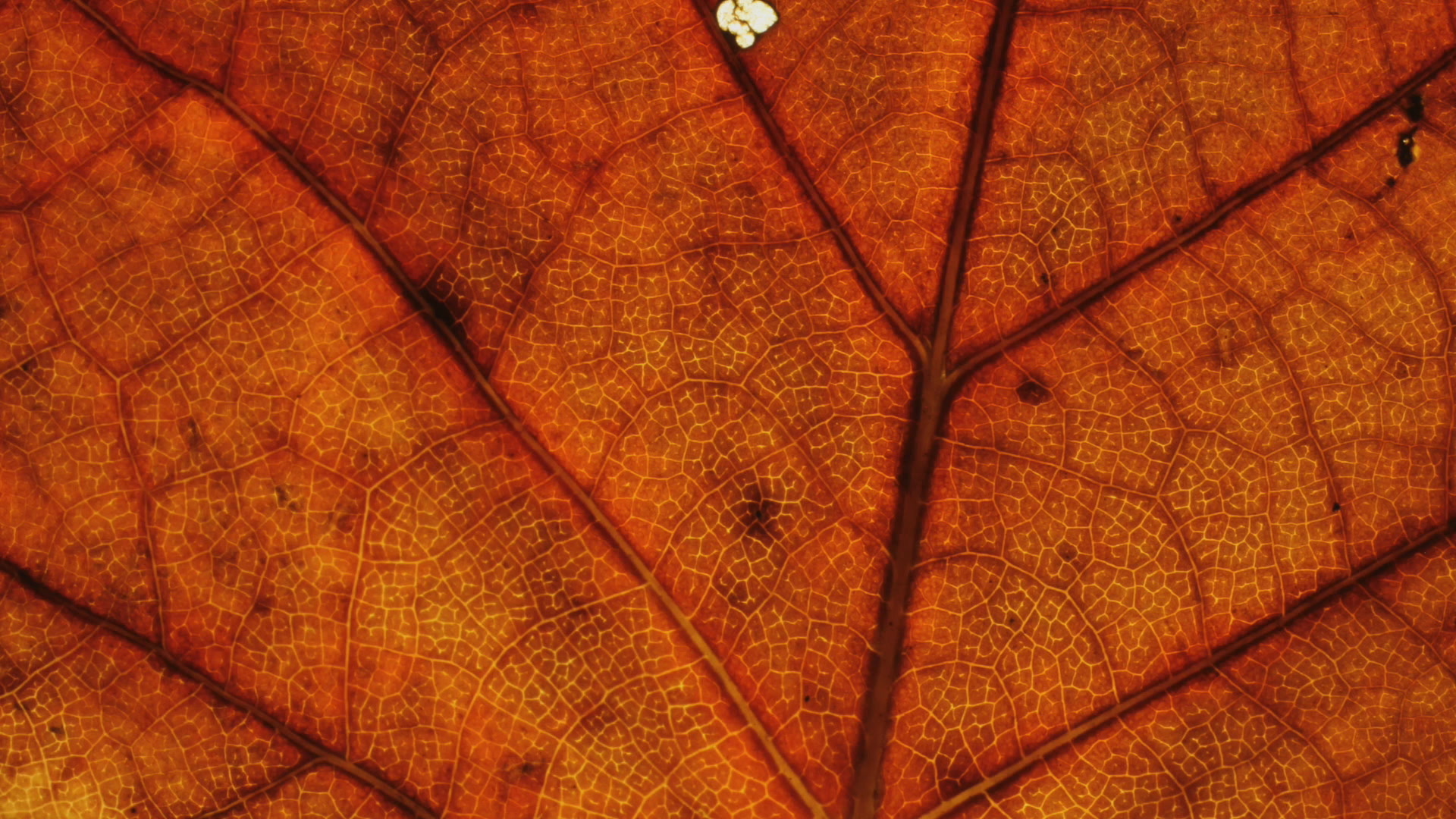 The Changing Colors of Deciduous Leaves Smithsonian Magazine