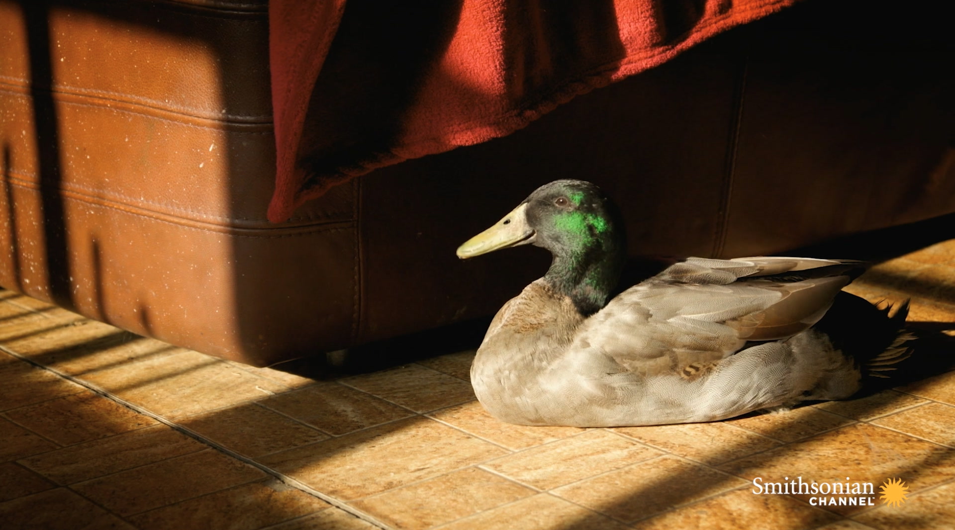This Duck’s Unusual Upbringing Explains His Fear of Water Smithsonian