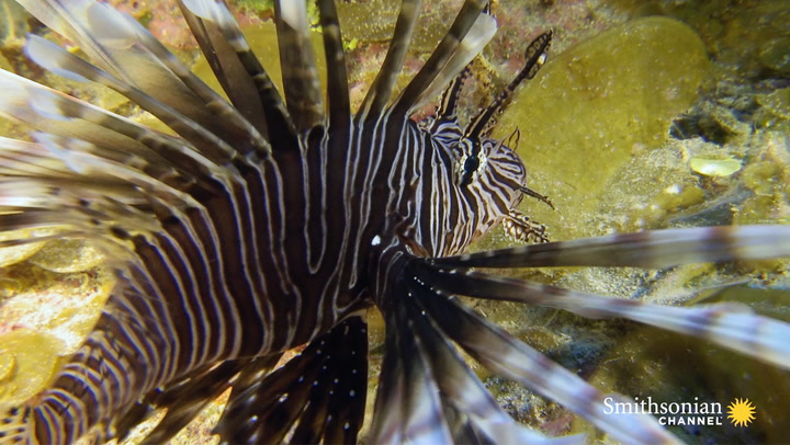 Lionfish Are a Plague. Can Training Sharks to Eat Them Work