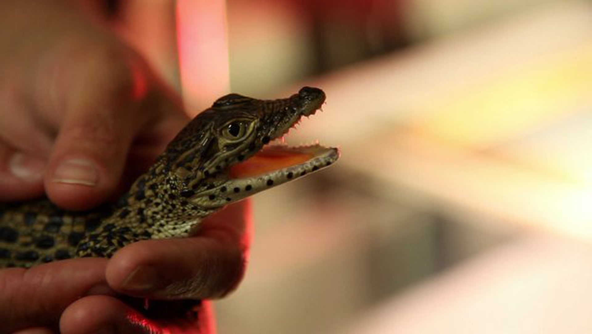 Rare Baby Crocs Born at the National Zoo Smithsonian Magazine