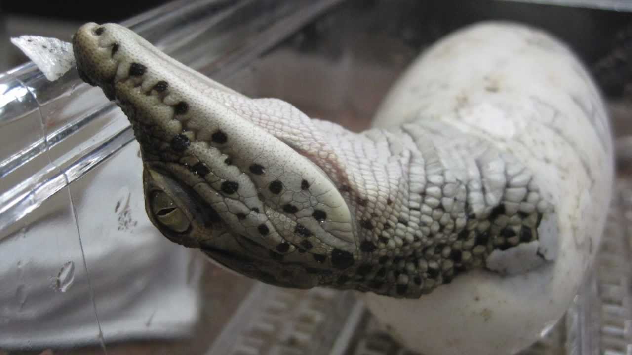 Rare Baby Crocs Born at the National Zoo Smithsonian Magazine