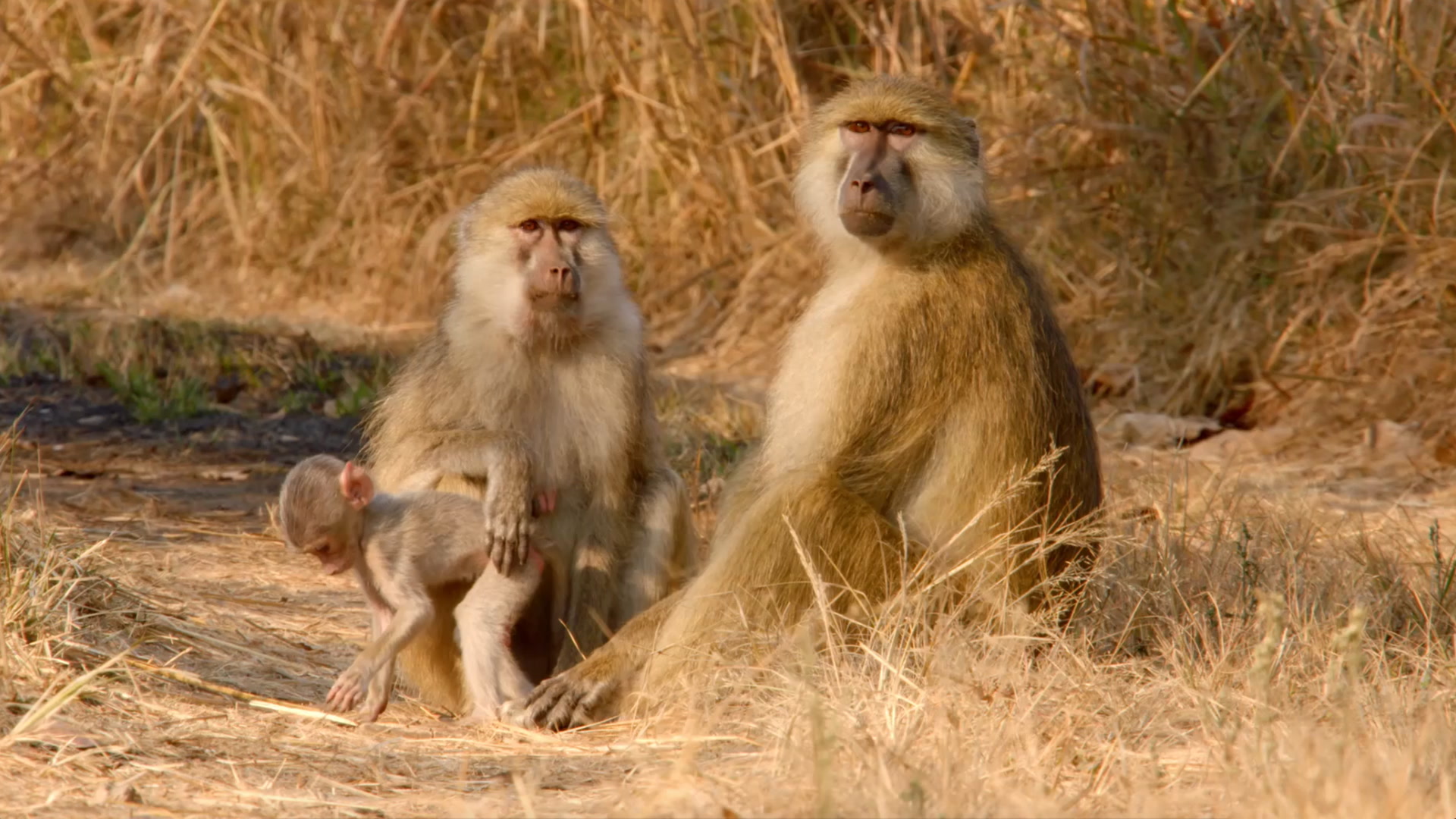 A Biologist Studies a New Species of Baboon Smithsonian Magazine