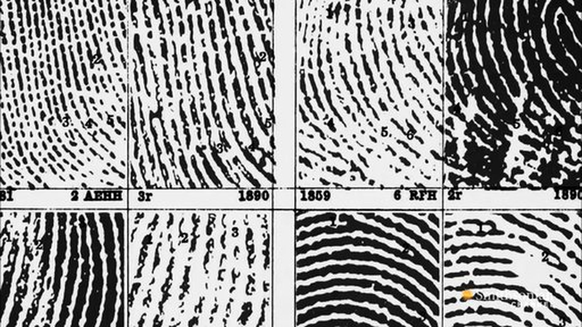 Where Do Fingerprints Come From? Smithsonian Magazine