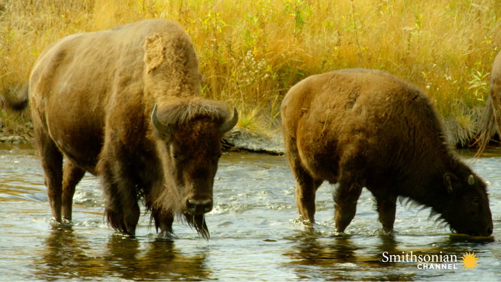 Why the U.S. Army Guarded the 23 Remaining American Buffalo Smithsonian ...