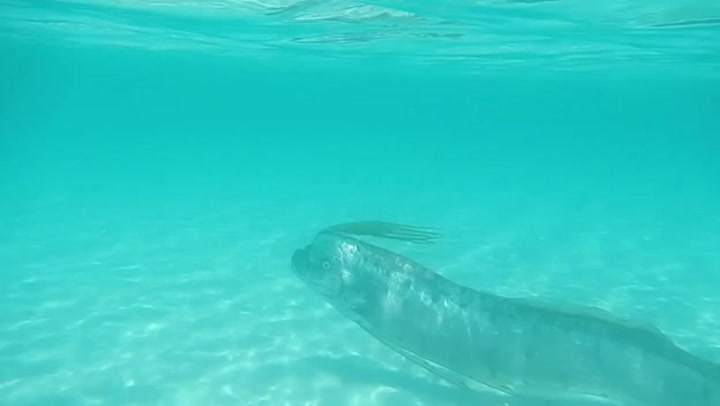 Rare Oarfish Sighting Smithsonian Magazine