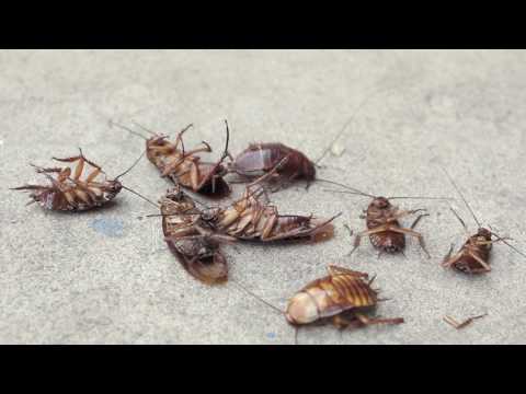 Ask Smithsonian: Why Do Bugs Die on Their Backs? Smithsonian Magazine