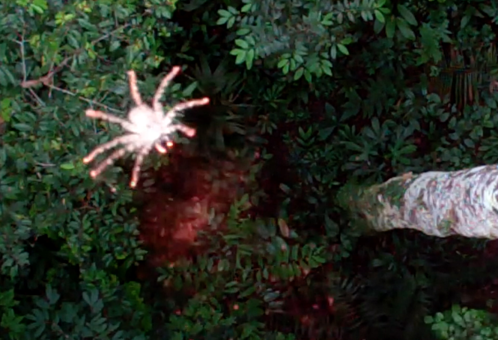 These Spiders Glide From Tropical Trees Smithsonian Magazine