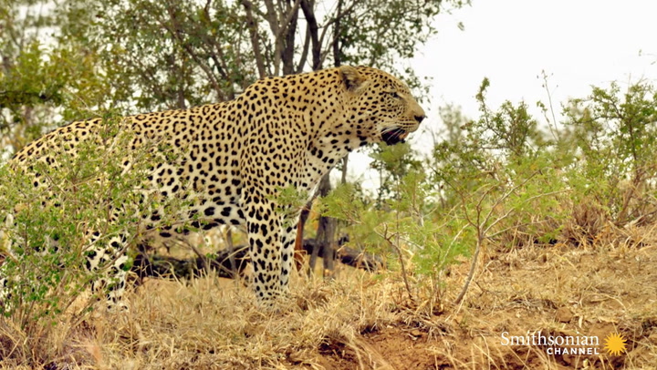 Leopards Treat Marula Trees Like Pantries for Their Kills Smithsonian ...