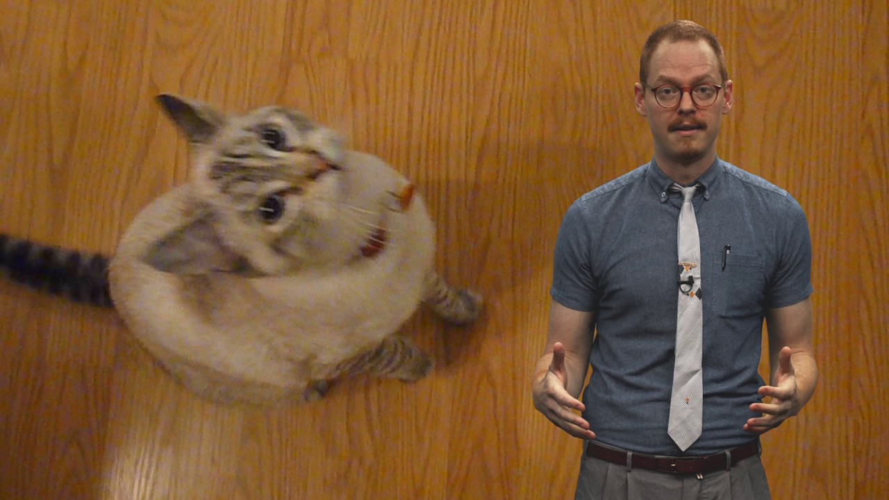Ask Smithsonian: Have Cats Been Domesticated?