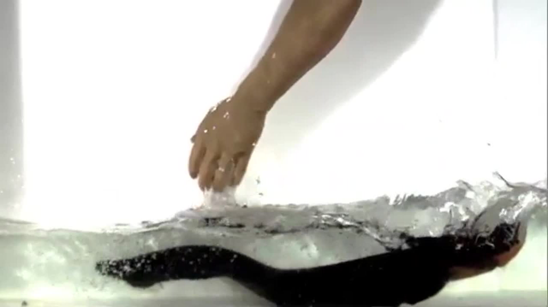 An Electric Eel Shocks a Fake Human Arm Smithsonian Magazine