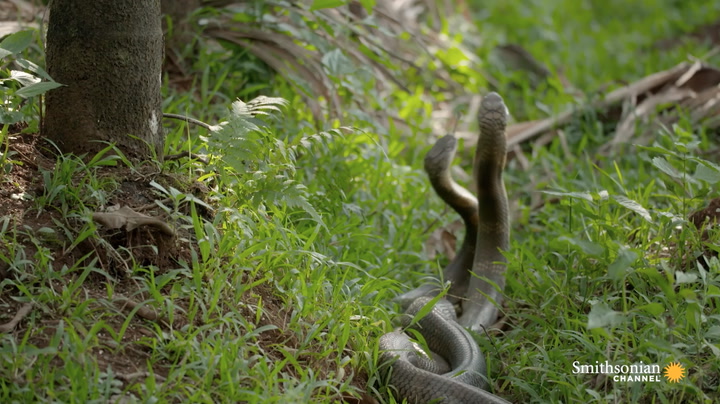 Two King Cobras Fight For A Nearby Queen Smithsonian Magazine