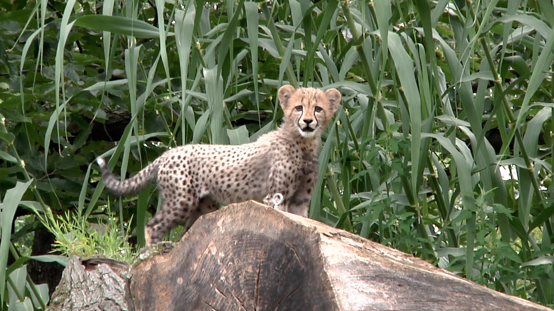 Cheetah Cubs Make Their Debut at the National Zoo Smithsonian Magazine