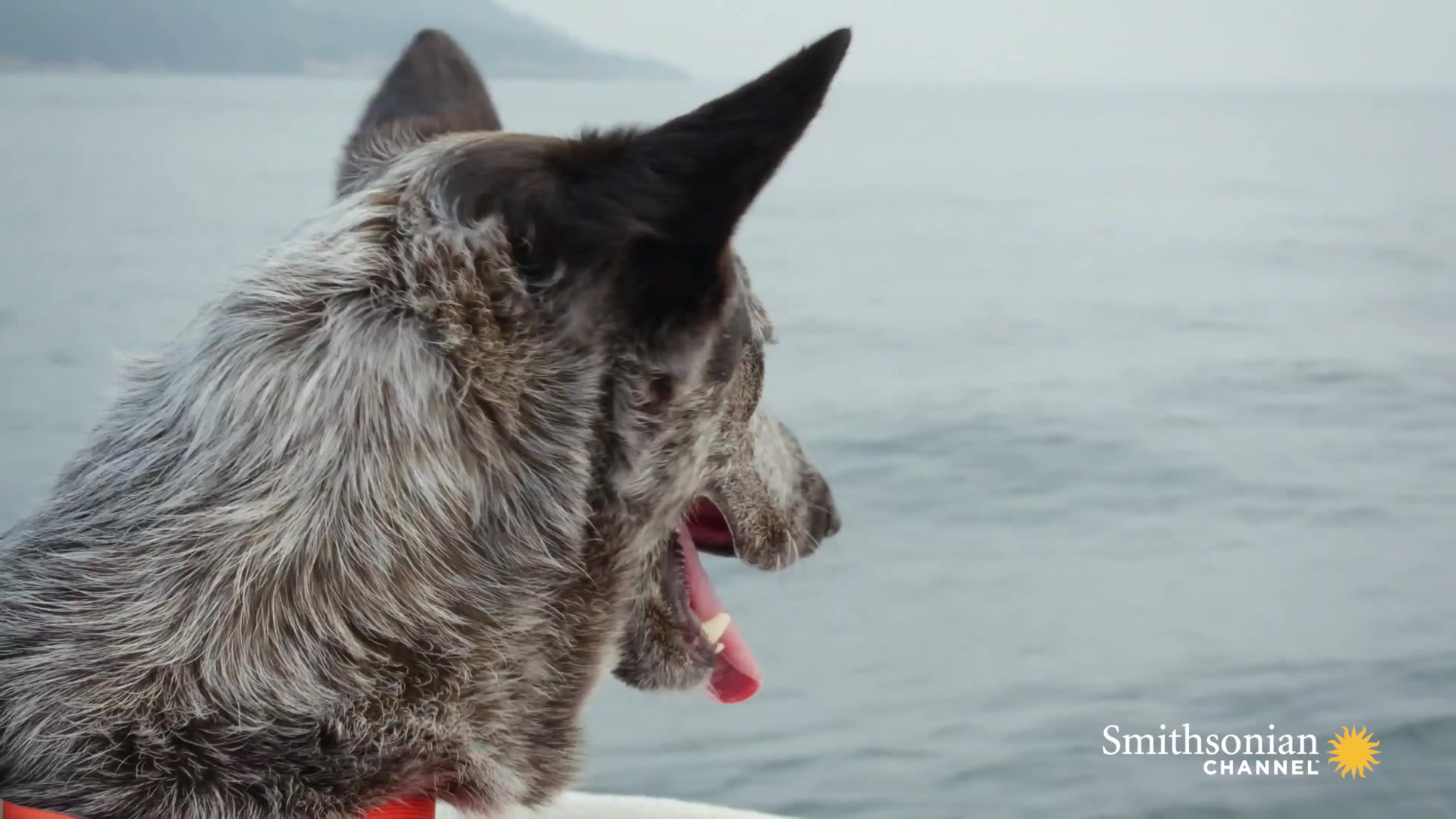 This Dog Is Trained to Sniff Out and Locate Whale Poop Smithsonian Magazine