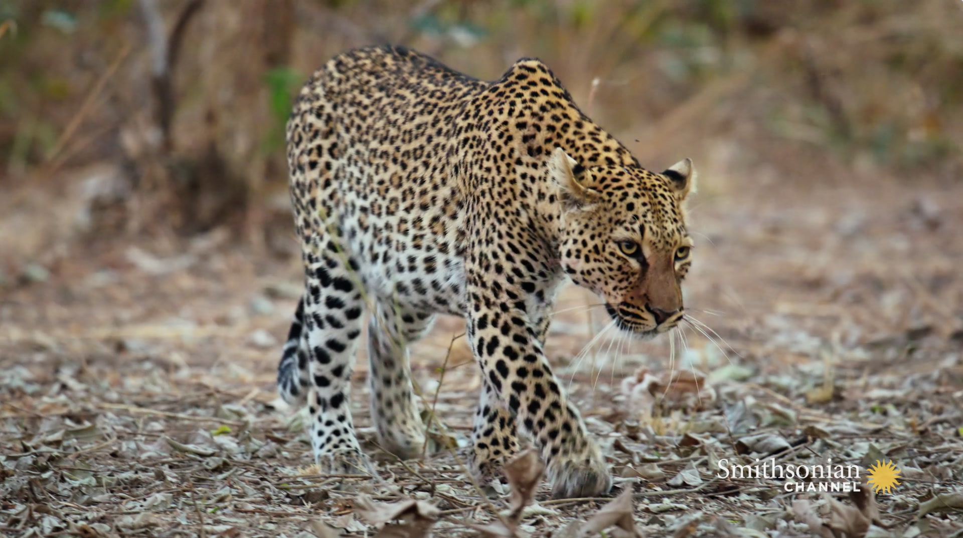 A Leopard Risks Her Life to Steal Food Smithsonian Magazine