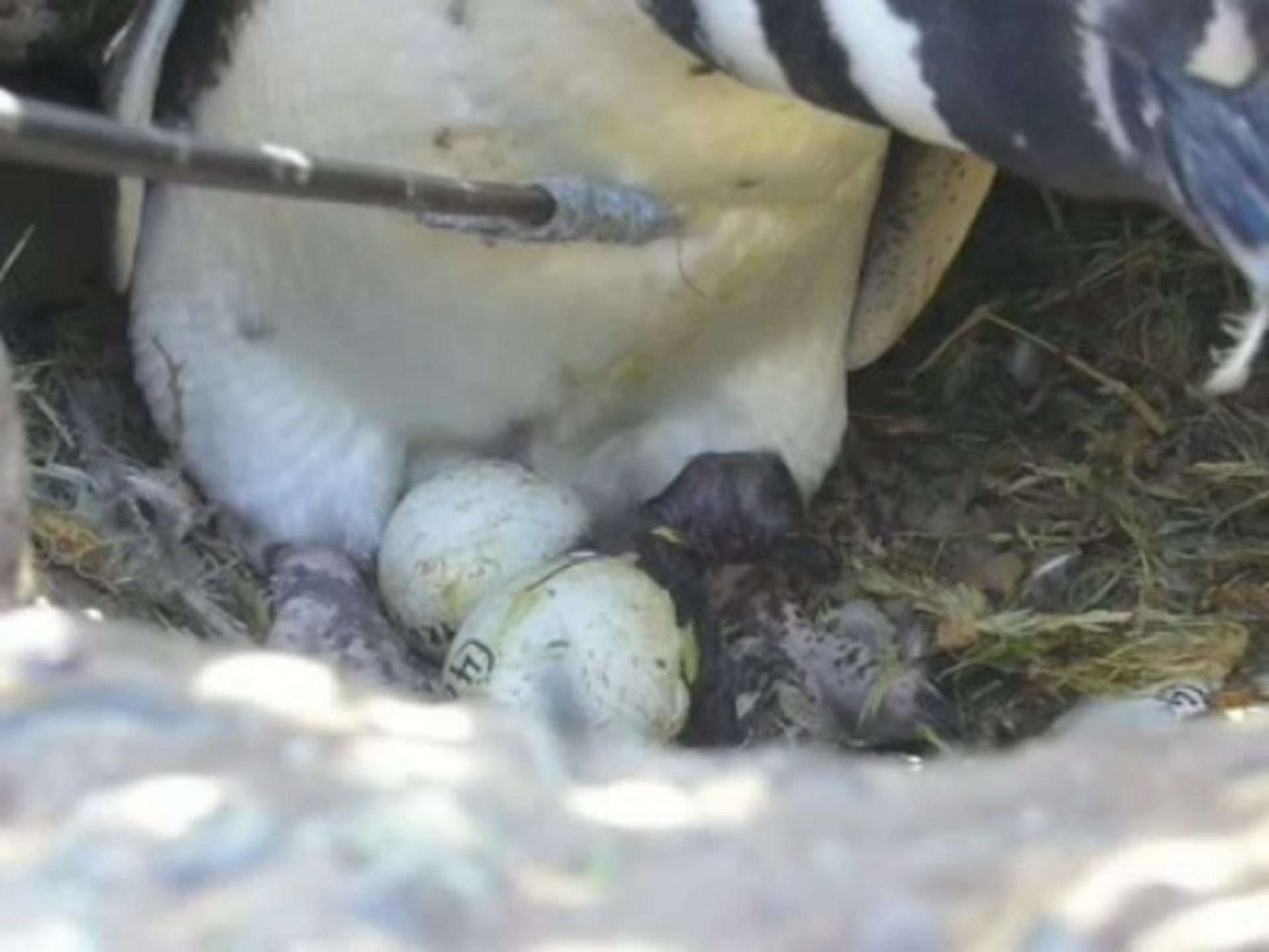 An Egg Hatches Smithsonian Magazine