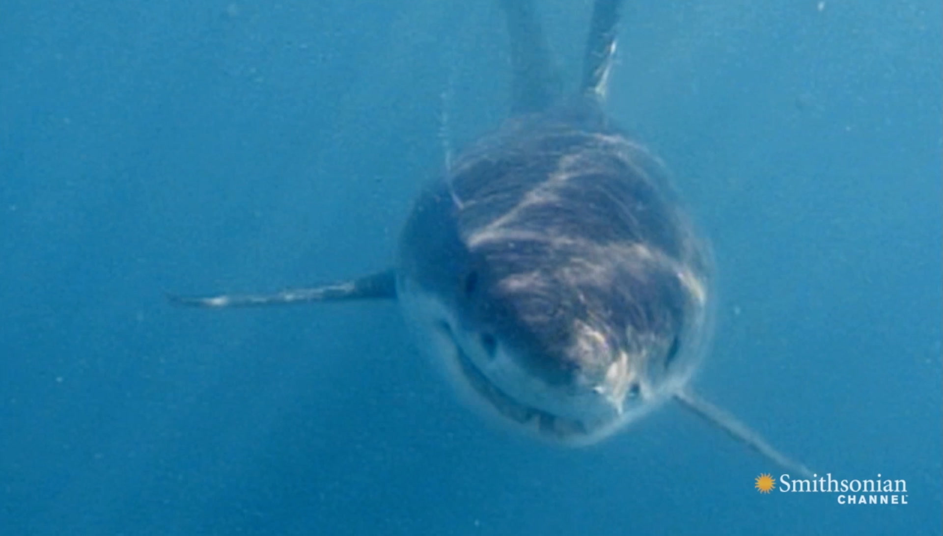 The real story of jaws smithsonian magazine