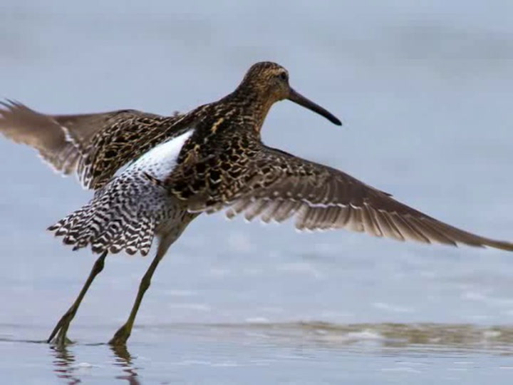The Shorebirds of Delaware Bay Smithsonian Magazine