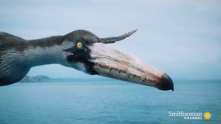 How The Largest Flying Bird Of All Time Stayed Airborne Smithsonian