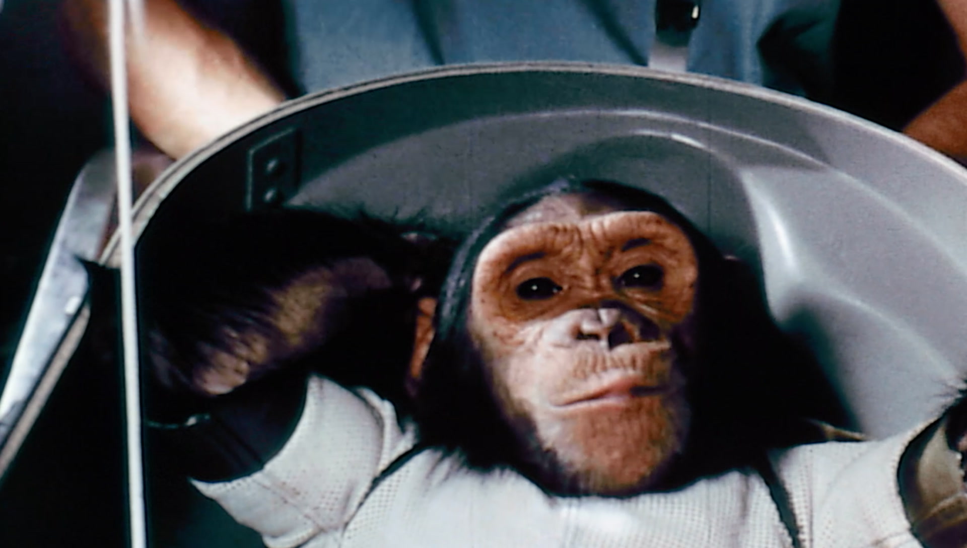 Космические обезьяны. Хэм обезьяна космонавт. Шимпанзе Хэм космонавт. Обезьяны в космосе. Обезьяна в космосе первая.