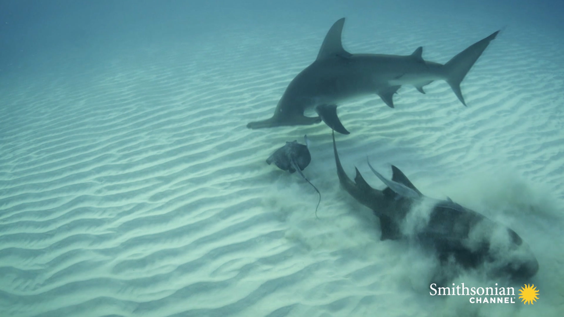 Hammerhead vs. Stingray Smithsonian Magazine