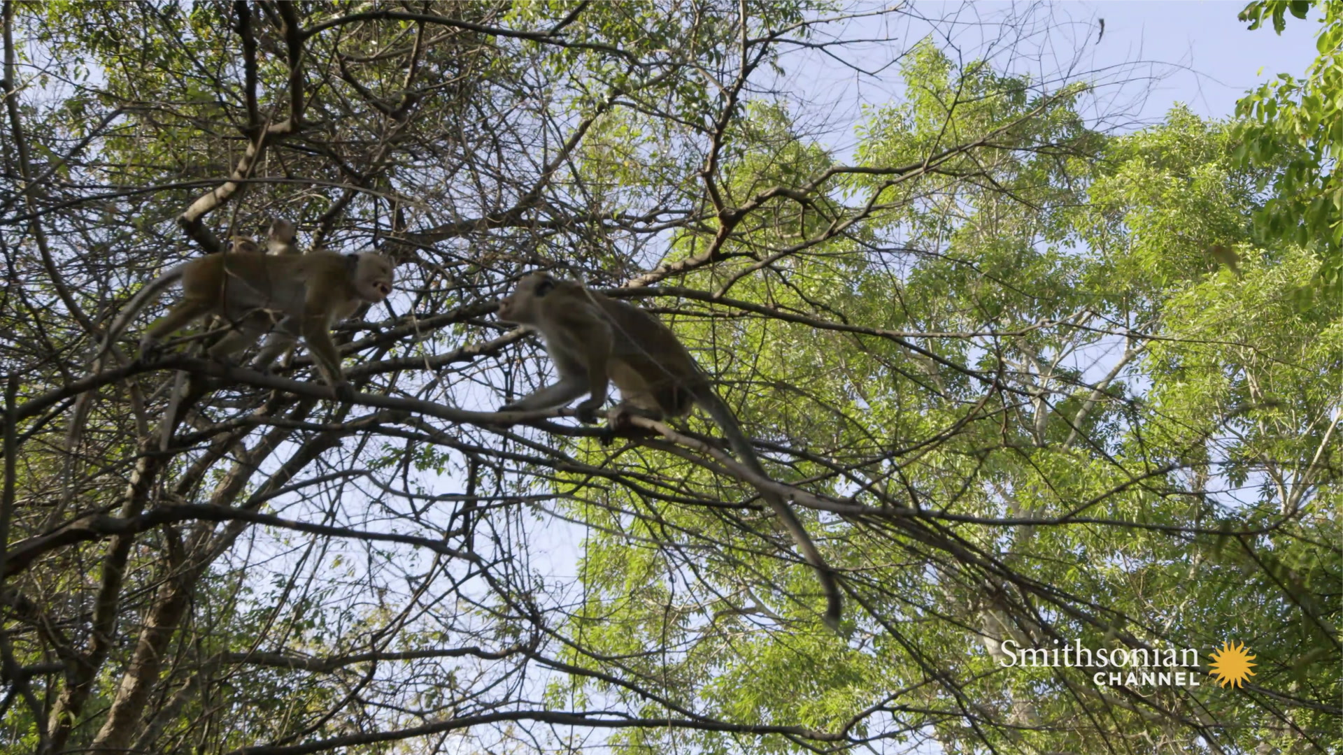 A Rival Male Challenges the Alpha for Macaque Supremacy Smithsonian Magazine