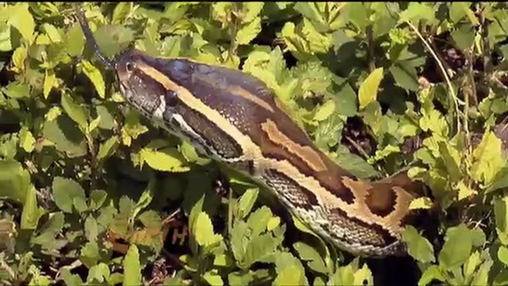 Monster Snakes in the Florida Everglades Smithsonian Magazine