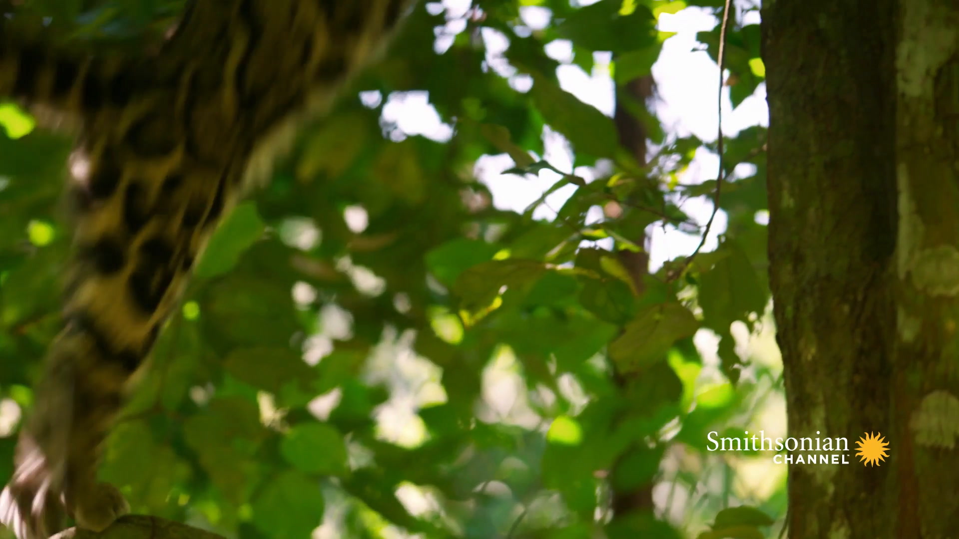 These Adorable Clouded Leopards Won’t Stop Playing Smithsonian Magazine