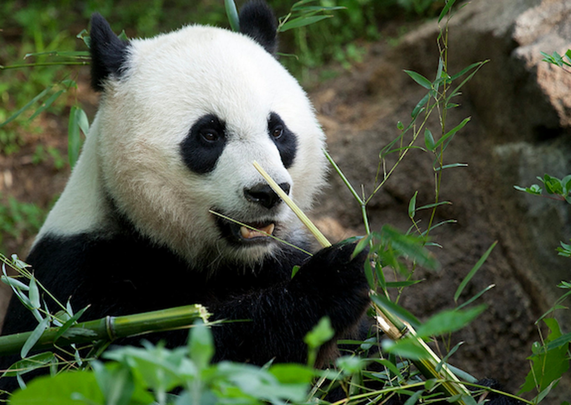 Sneak Peek of Panda at the National Zoo Smithsonian Magazine