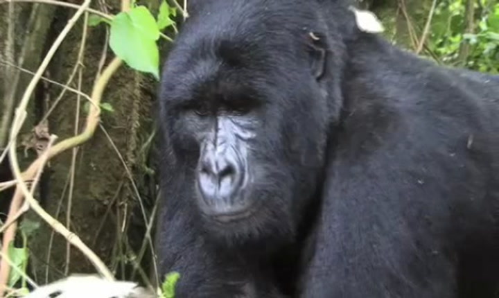 The Endangered Gorillas of the Congo Smithsonian Magazine