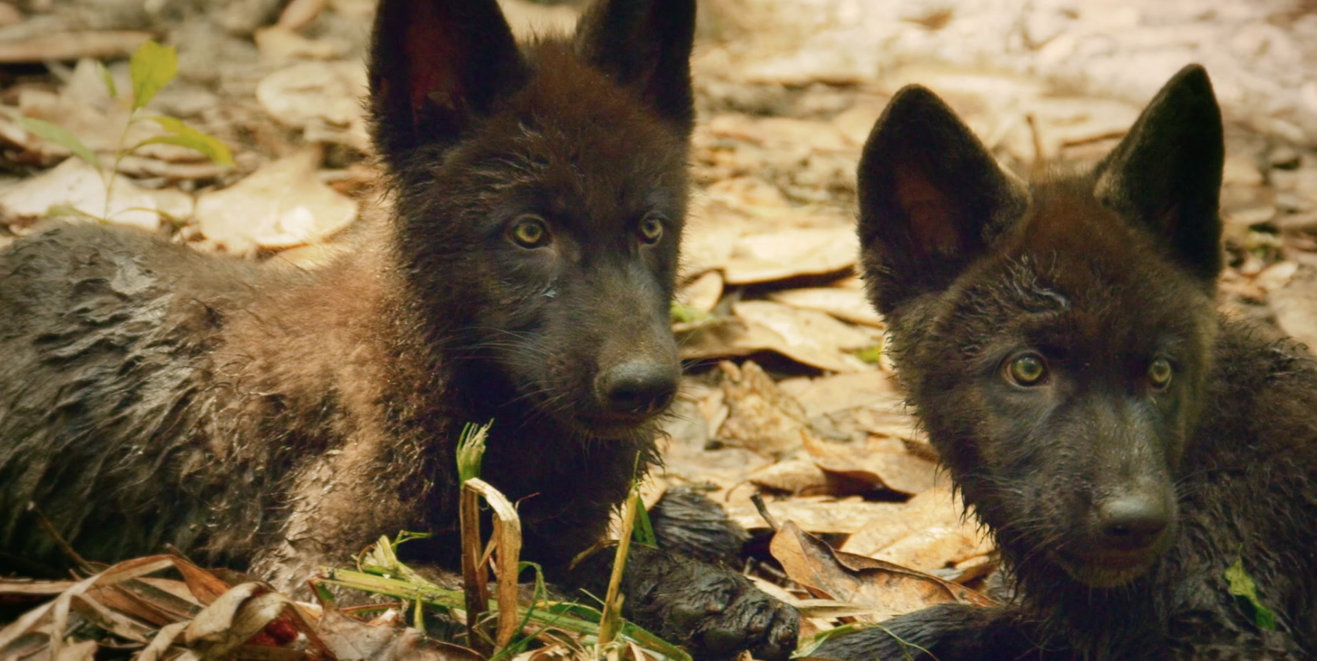 Are Dogs Really More Intelligent Than Cats? Smithsonian Magazine